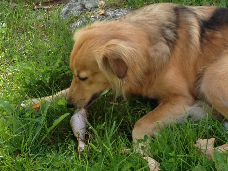 家有宠物看这里：更适合幼年犬的饮食模式发现