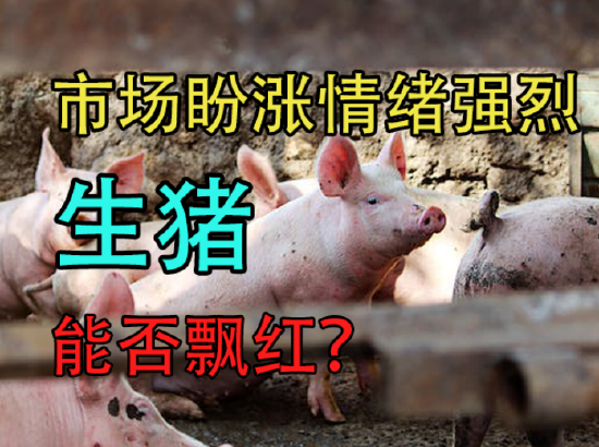 中粮期货：市场盼涨情绪强烈，生猪能否飘红？ 第2张